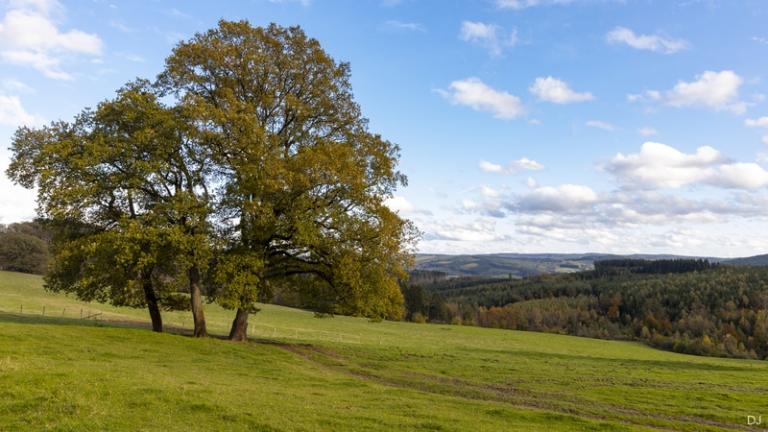 Arbe solitaire dans une prairie et ciel bleu